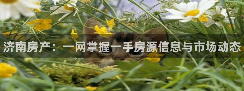 新5宝：济南房产：一网掌握一手房源信息与市场动态