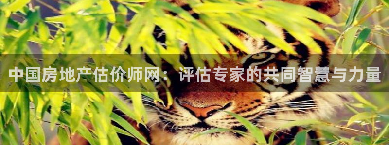 新宝5直属：中国房地产估价师网：评估专家的共同智慧与力量