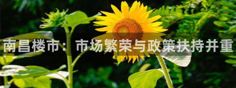 新宝5公司