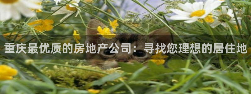 新宝测速5：重庆最优质的房地产公司：寻找您理想的居住地