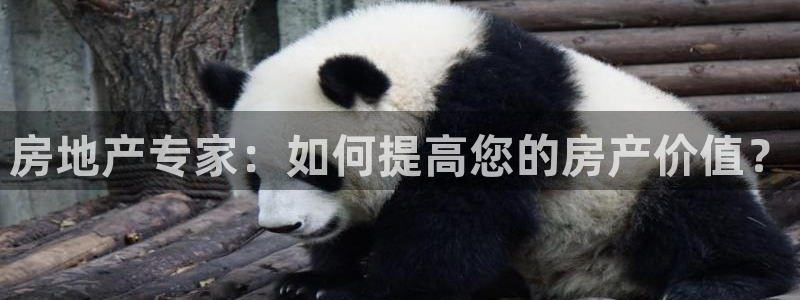 新宝5代理注册：房地产专家：如何提高您的房产价值？